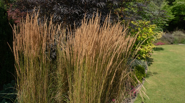 Feather reed grass growing in a mixed border.