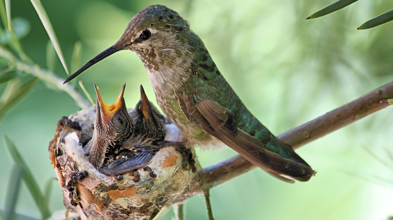 Hummingbirds in nest