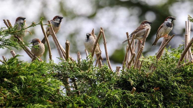 Sparrows perch atop an evergreen hedge.