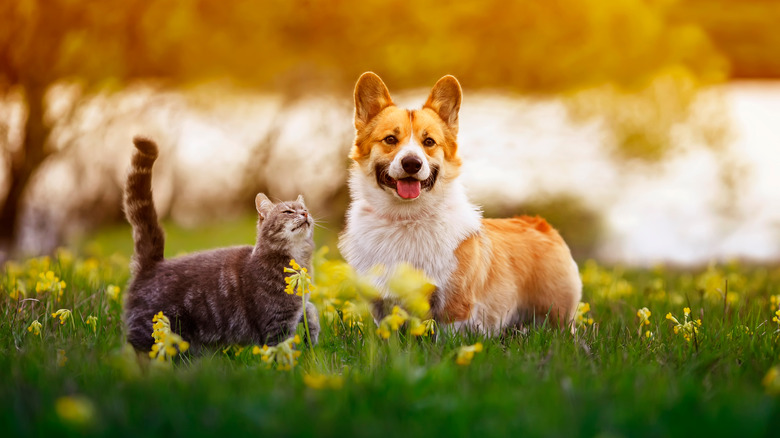 dog and cat in meadow 