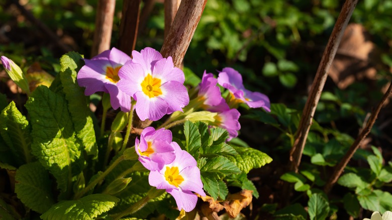 primroses in the woods