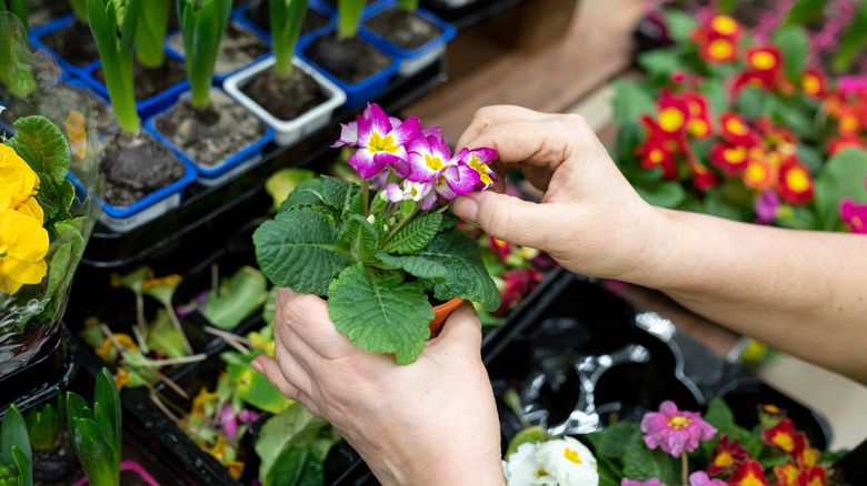 repotting primrose 