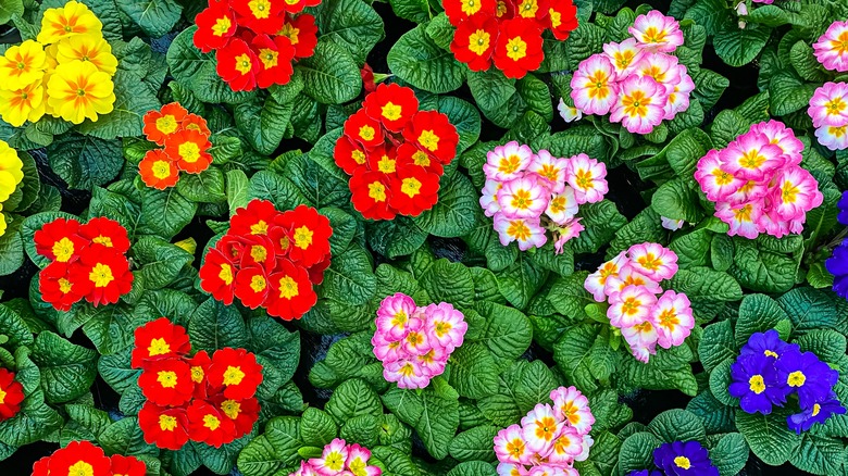 colored primroses in flowerbed
