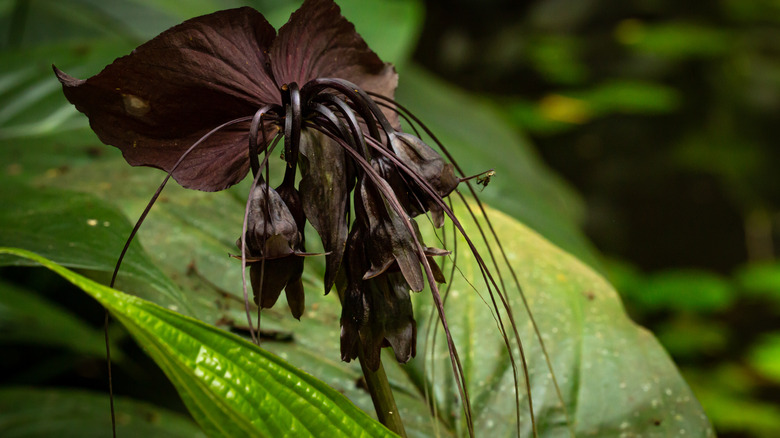 Black bat flower close up