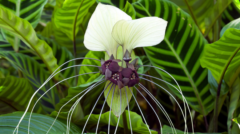 White bat flower