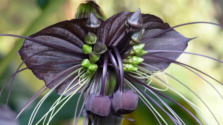 Close up tacca chantrieri