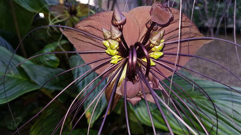 Black bat flower