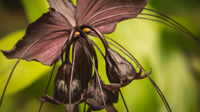 Black bat flower close up