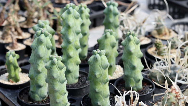 Fukurokuryuzinboku or breast cactus in pots