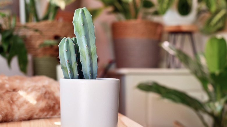 Small potted Myrtillocactus indoors