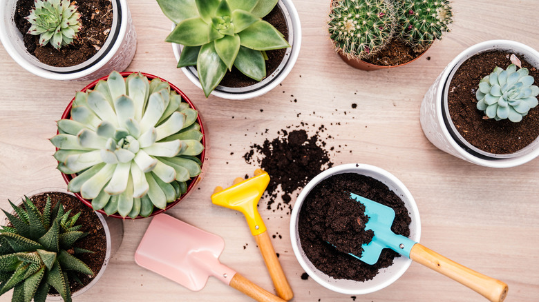 Potted plants and soil