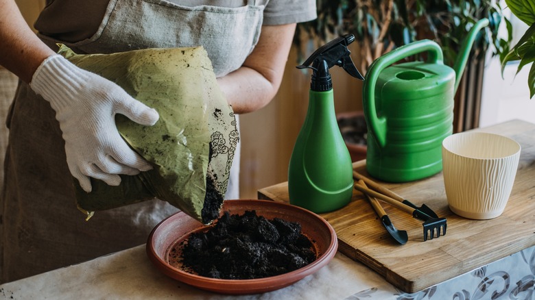 Person pours new soil