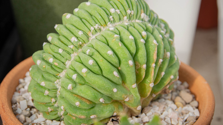 Myrtillocactus Geometrizans potted