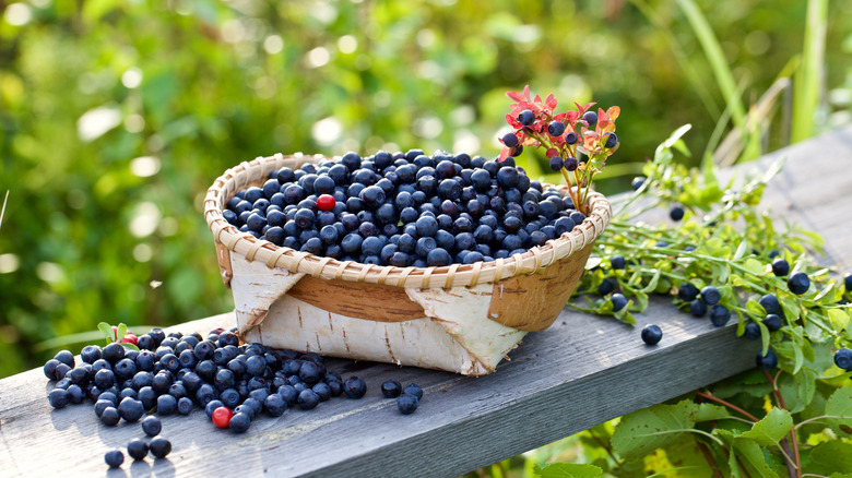 Fresh bilberries in a basket