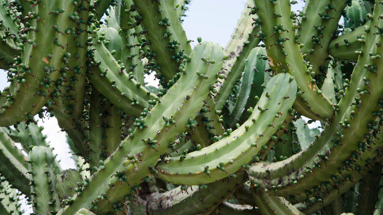 Blue myrtle cactus with fruits