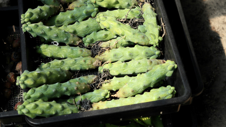 boobie cactus