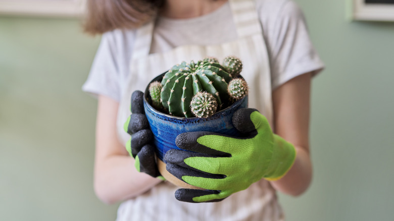 Gloved hands holding a cactus