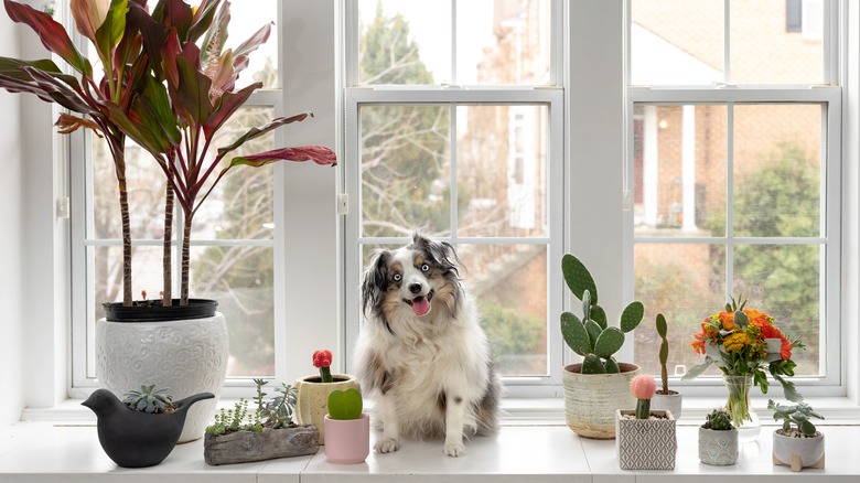 Mini Aussie posing with cacti