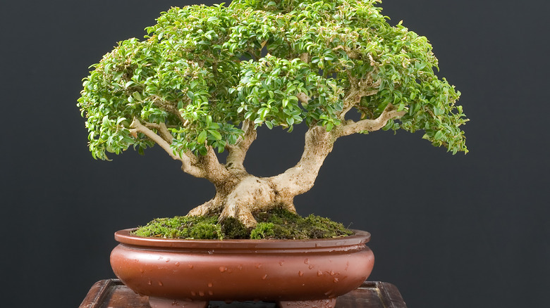 Boxwood bonsai