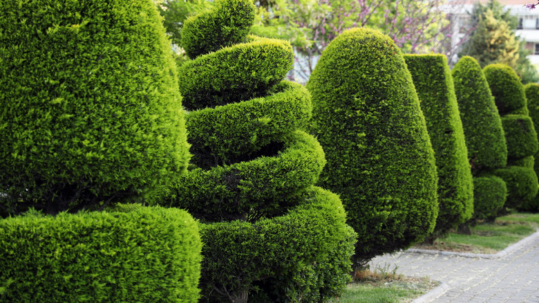 Path lined with shaped boxwood