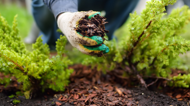 Gardener mulching with pine bark