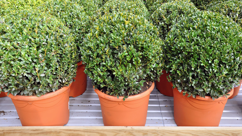 Potted boxwoods