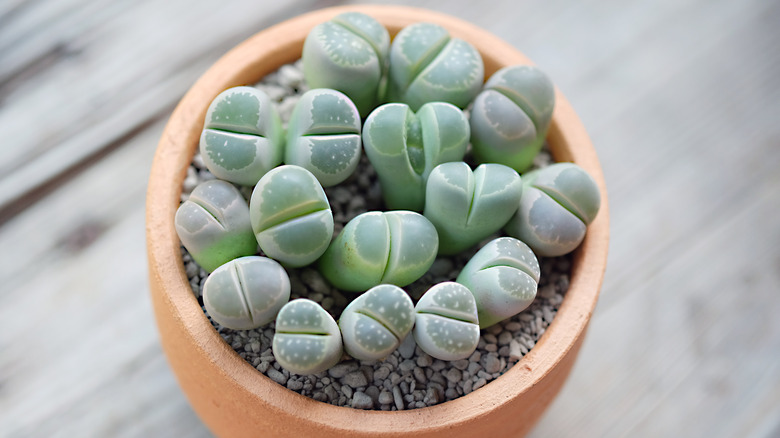 green butt plants in pot