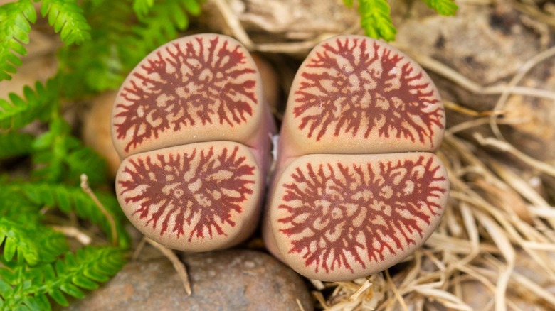 close-up of butt plant veins