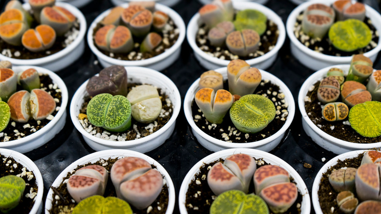 pebble plants in pots