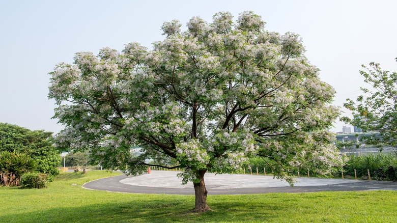 Mature chinaberry tree