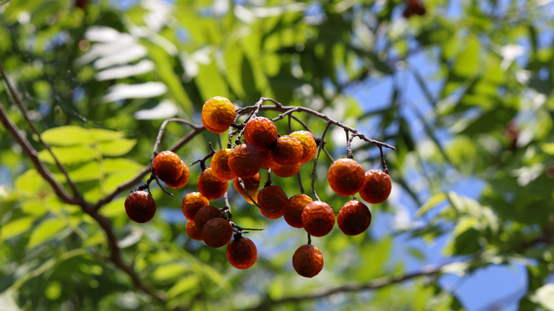 how-to-care-for-a-chinaberry-tree