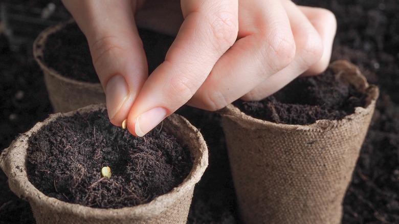 Seeds in pot