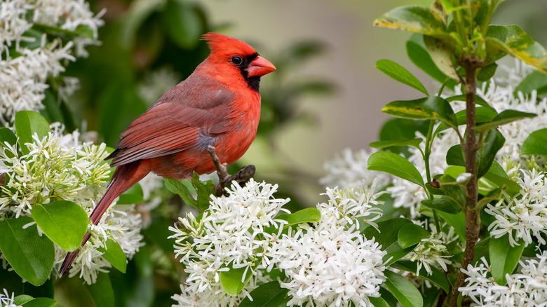 Cardinal on white flowers