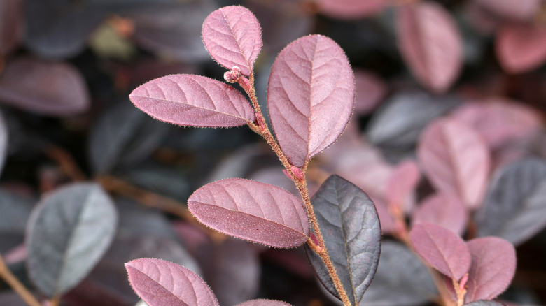 Chinese fringe foliage