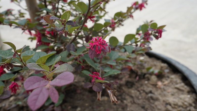 Potted Chinese fringe flower