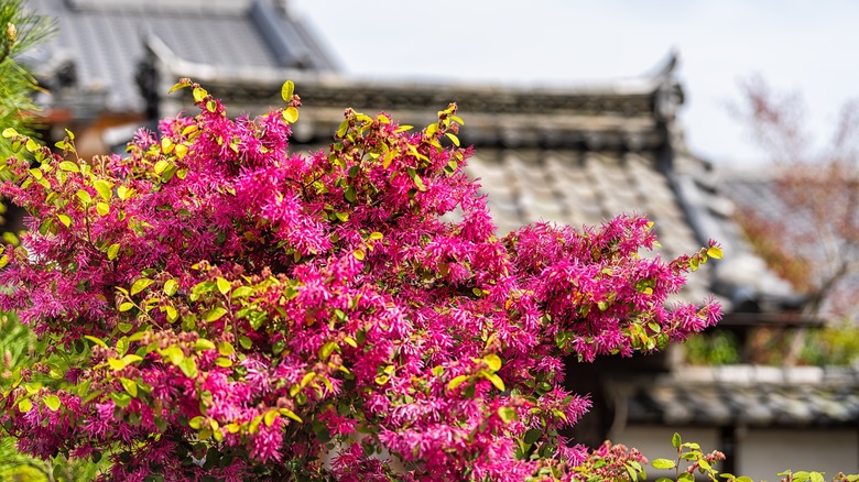 Chinese fringe in Japanese garden