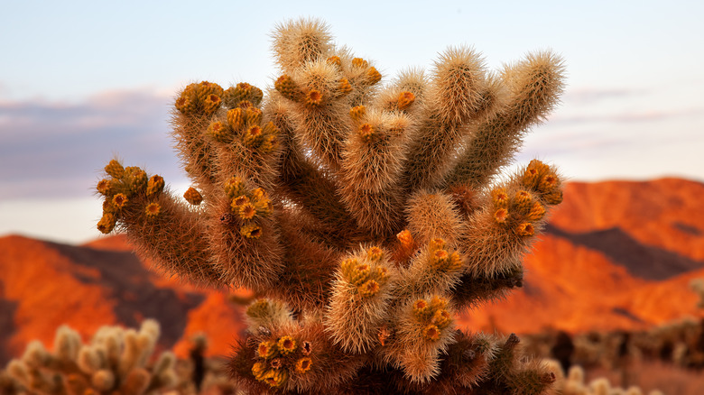 cylindropuntia bigelovii at sunset