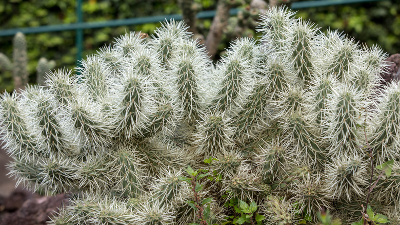 cylindropuntia variety 