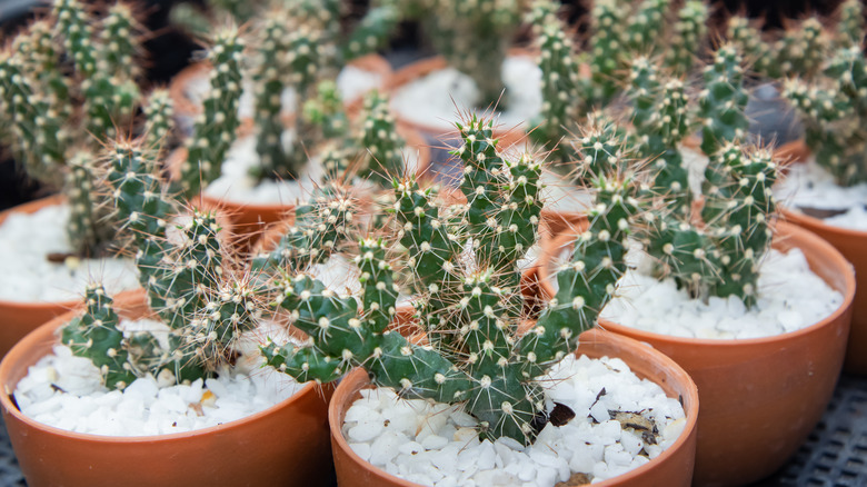 young jumping cholla cacti