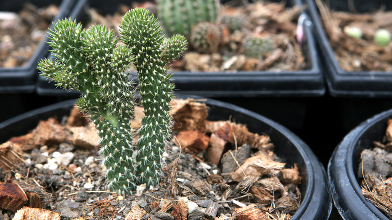 potted Cylindropuntia