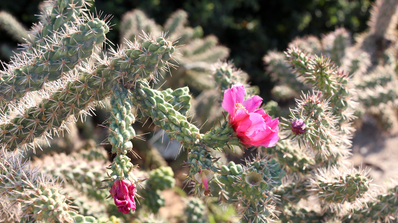 cane cholla cactus