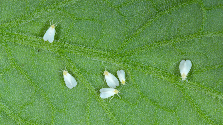 whiteflies on leaf