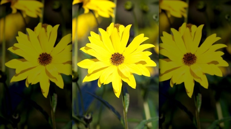 yellow coneflowers