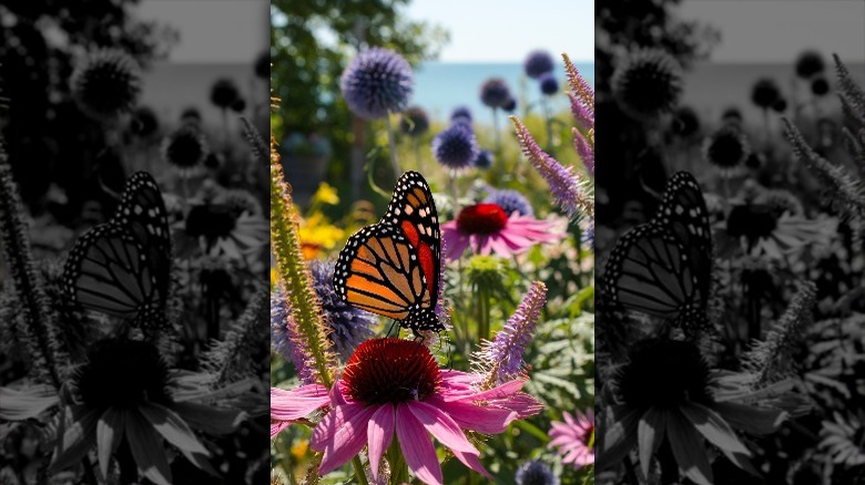 butterfly on coneflower 