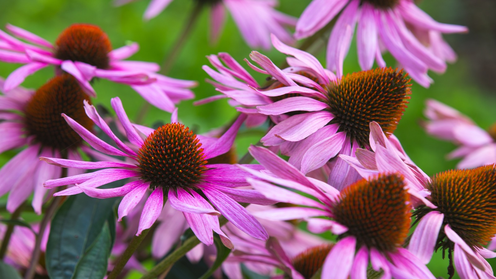 How To Grow And Care For Coneflowers