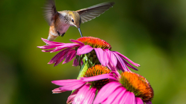 hummingbird on coneflower