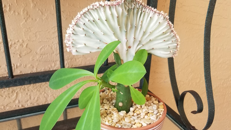 Euphorbia lactea house plant