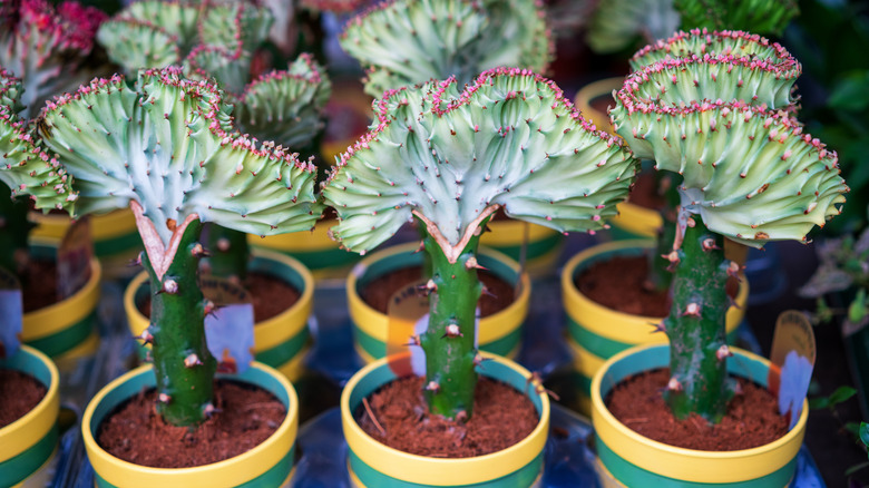 crested cactus in garden