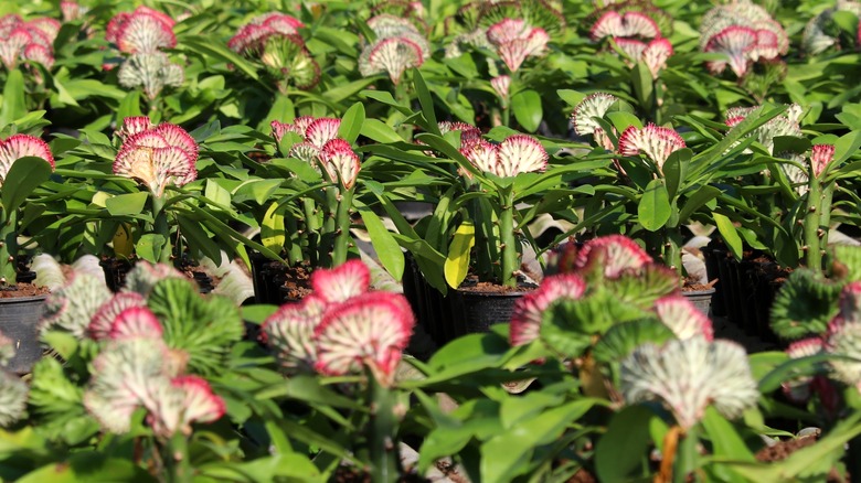 Euphorbia lactea in a garden