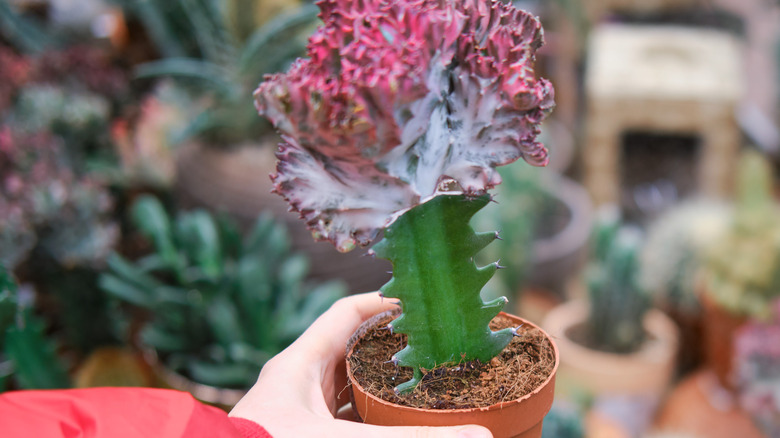 lady holding Euphorbia lactea bud